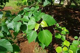 Image result for Gmelina arborea