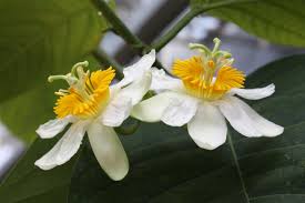 Image result for Viridivia