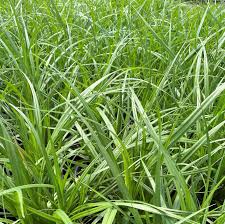Image result for Carex brassii