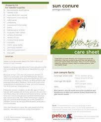Sun Conure Care Sheet Petco