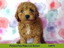 If you are looking for a breeder who can educate you further about the breed and help you find your new family member, you are in the right place. F1b Mini Goldendoodle Dog Female Red 2656592 Petland Pets Puppies Chicago Illinois