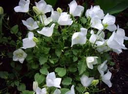 Images Of White Campanula Carpatica Png White Flower Pictures Flower Names White Flowers