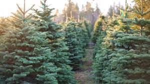 Where To Buy Christmas Trees In San Francisco