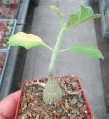 Image result for Pterodiscus aurantiacus