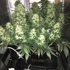 Read my deep researched guide on where to buy grow lights and the best options available in the market. Which Led Grow Lights Are Best For Growing Cannabis Grow Weed Easy