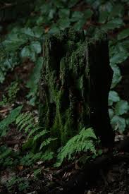 Maybe you would like to learn more about one of these? Moss Covered Tree Stump Forest Aesthetic Old Trees Tree