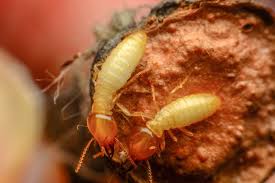 Termites 11 Animals That Mate For Life Mnn Mother Nature Network Termite Control Termites Wood Termites