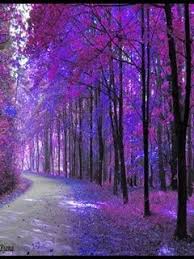 Purple Tree Purple Trees Nature Beautiful Nature