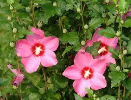 Image result for Hibiscus syriacus Violet Clair Double
