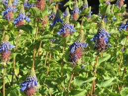 Image result for Pycnostachys coerulea