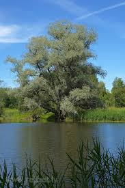Frisch ausgetriebene trauerweide als stattlicher parkbaum. White Willow Salix Alba Sericea Salix Alba White Willow Redzet Eu