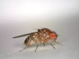 Study Finds Insects Can Experience Chronic Pain Smart News Smithsonian Magazine