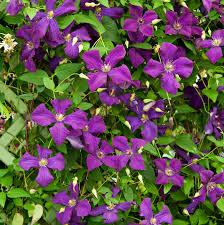 What are 10 of the best trellis plants? Perennial Picks That Make Quick Climbers This Old House