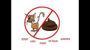 How to stop cats pooping in my garden uk. How To Stop Cats Pooping In Your Garden Youtube