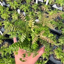 Image result for Adiantum hispidulum