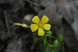 Image result for Oxalis corniculata