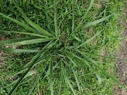 Image result for Urochloa brizantha