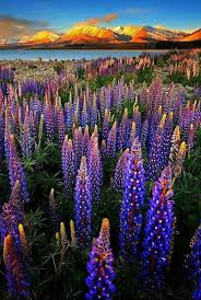 Lupins In November At Lake Tekapo South Island Nz Beautiful Nature Nature Beautiful Landscapes