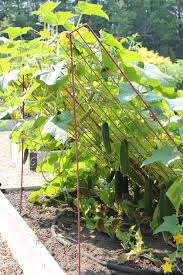 Cucumber Trellis Large Powder Coated Steel Gardener S Supply Vegetable Garden Raised Beds Vegetable Garden Beds Plants