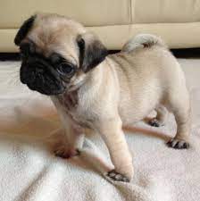 Pug breeders below is a sample search of our pug breeders with puppies for sale. Pug Puppies For Sale Austin Tx 127452 Petzlover