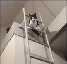 The Ladder Pro Cats Ninja Cats Crazy Cats