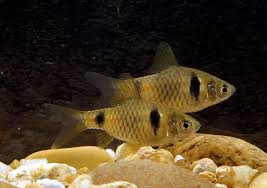 Image result for Peddiea fischeri