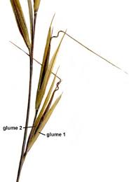 Image result for Aristida recta