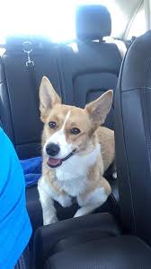 Browse and bring home your new best friend today. Meet Candi She Is An 11 Month East Coast Corgi Rescue Facebook