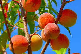 Jul 07, 2017 · peach production involves large initial investments and can be very risky; Where To Pick Your Own Peaches In Nh New Hampshire Magazine