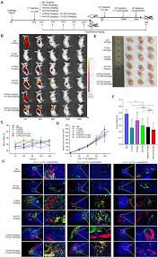 Image result for Hypoxis sp. A (as per FZ 12-3)