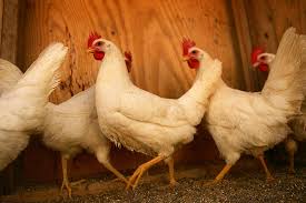 Plan for at least 16 inches of countertop space between each amenity. Raising Chickens Salmonella Linked To Increase In Live Poultry