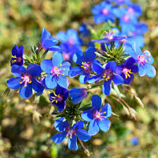 Image result for Lysimachia monelli