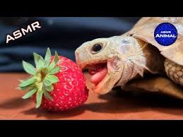 Tortoise Eating Strawberries Asmr Turtle 57 Animal Asmr Youtube In 2021 Turtle Eating Strawberry Tortoise Turtle Animals