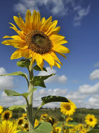 Sunflower Sentinel Sunflower Wallpaper Sunflower Pictures Sunflower Fields