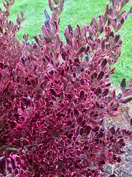 Image result for Coprosma