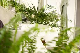 Eine aloe vera pflanze ist eine pflegeleichte zimmerpflanze. Die Besten Pflanzen Furs Badezimmer Und Wie Du Sie Richtig Pflegst