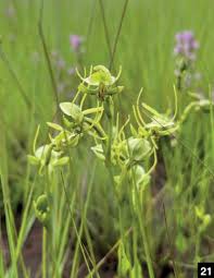 Image result for Habenaria attenuata