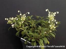 Image result for Rotheca reflexa