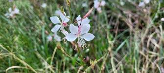 Image result for Oenothera lindheimeri