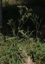 Image result for Launaea cornuta