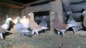 Va putem oferi porumbei atat din compartimentul de matca, cat si din lotul de zbor sau din puii de anul trecut. Porumbei Germani Si Voiajori De Vanzare Youtube