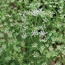 Image result for Pimpinella