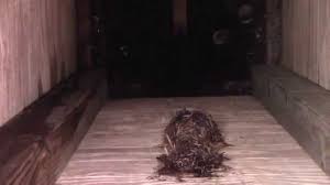 How to get birds nest out of chimney. Chimney Sweep Bird Issues Full Service Chimney