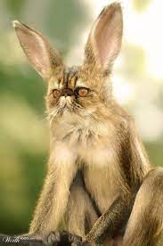 Pin By Sharon Geleynse On Vreemde Dieren Animal Mashups Photoshopped Animals Bizarre Animals