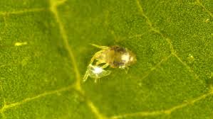 Image result for spotted spider mite