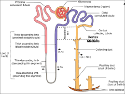 The Distal Convoluted Tubule Dct Begins Shortly After The Ascending Limb Of The Nephron Loop Signifying The End Of Renal Physiology Loop Of Henle Physiology