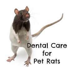 Do Pet Rats Need Dental Care Pet Rats Dental Care Pets