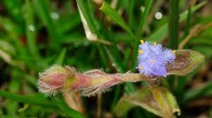 Image result for Cyanotis foecunda