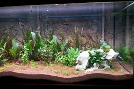 The best photos of planted aquariums in shows and contests globally. Aquascaping For Beginners How To Guide It S A Fish Thing