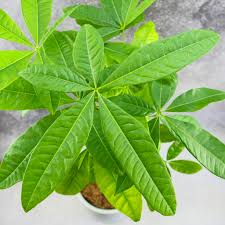 Image result for pachira obrázek